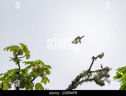 Warbler willow (Phylloscopus trochilus) chasing a fly, Lews Castle grounds, Stornoway, Lewis, Western Isles, Scotland Stock Photo