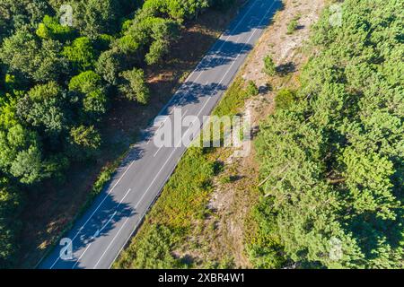 a road through a pine forest in summer seen from a drone Stock Photo