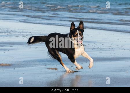 Border Collie dog running on the beach at Backaskaill Bay, Sanday, Orkney Islands, Scotland Stock Photo