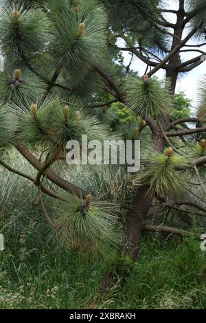 Pinus pine tree Stock Photo
