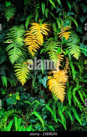 Common polypody (Polypodium vulgare), Polypodiaceae. Epiphytic fern. In the background the maidenhair spleenwort fern (Asplenium trichomanes) Stock Photo