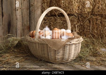 Wicker basket with fresh chicken eggs and dried straw in henhouse Stock Photo