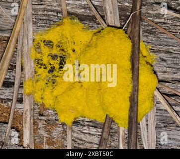 Slime mold (Fuligo septica) on rotting wood Myxogastria yellow mold. Stock Photo