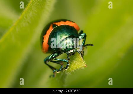 Labidomera clivicollis insect on top of a green leaf with copy space Stock Photo