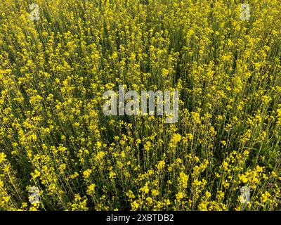 Rapeseed field during rapeseed flowers blooming season Stock Photo