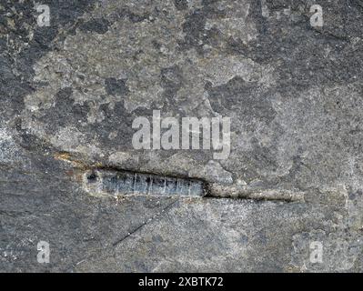 fossil wonders from the Baltic Sea: petrified crinoid stems and sea urchin spines, found in gravelly beach sand. Ideal for collectors and decor Stock Photo