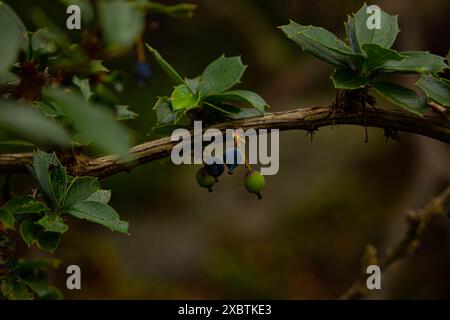 Close-up view on berries of calafate Stock Photo