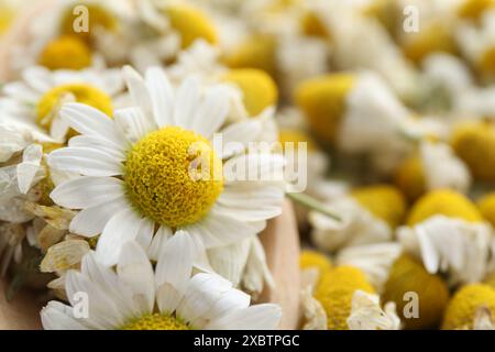 Fresh and dry chamomile flowers, closeup view Stock Photo