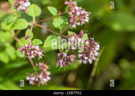 Purple flowers of origanum vulgare or common oregano, wild marjoram. Sunny day Stock Photo