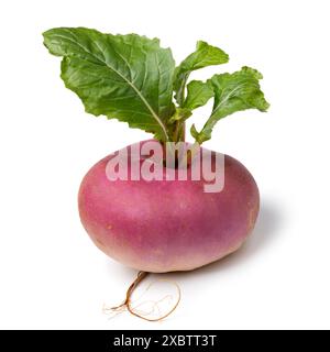 Single fresh picked white turnip with green leaves close up isolated on white background Stock Photo