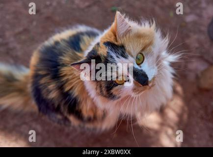 Close-up tricolor cat sitting on the ground looking up at the camera in Argentina Stock Photo