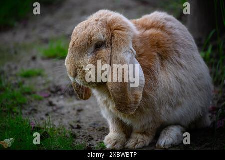 German Domestic Rabbit Breed (Oryctolagus cuniculus subsp. domesticus) 'Meißner Widder' Stock Photo