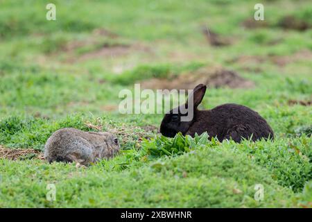 rabbit on skomer island, farmed for meat and fur long ago some were black some grey brown as shown and some were a saddle type with white girdle. Stock Photo