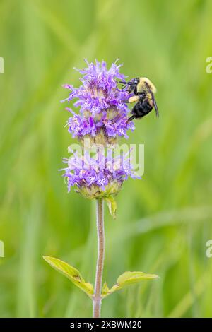 A Brown-belted bumblebee pollenates a downy wood mint on the prairie floor. Stock Photo