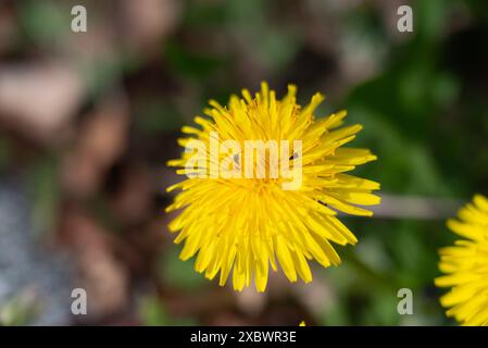 Yellow dandelion flower on a background of green grass in the spring Stock Photo