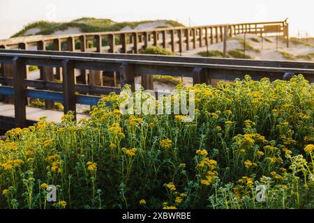 An old wooden boardwalk through sand dunes, and beautiful seaside woolly sunflowers in bloom. Rural landscape at sunset with cloudy sky in the backgro Stock Photo