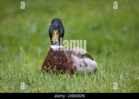 a close up of a male mallard duck, Anas platyrhynchos. He is sitting on the grass which surrounds the subject. Looking directly at the camera Stock Photo