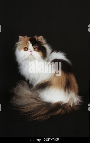 Persian Kittens Tortie and White Bicolor Stock Photo
