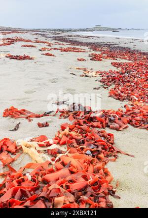 Tangle kelp washed up on Lista beach. Suitale for articles about seaweed and coastal flora. Lista beach, Norway Stock Photo