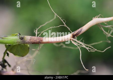 Black scurf of potato or black speck of potato. Fungal disease of potatoes caused by the basidiomycete fungus Rhizoctonia solani. Stock Photo