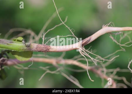 Black scurf of potato or black speck of potato. Fungal disease of potatoes caused by the basidiomycete fungus Rhizoctonia solani. Stock Photo