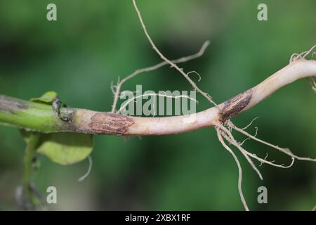 Black scurf of potato or black speck of potato. Fungal disease of potatoes caused by the basidiomycete fungus Rhizoctonia solani. Stock Photo