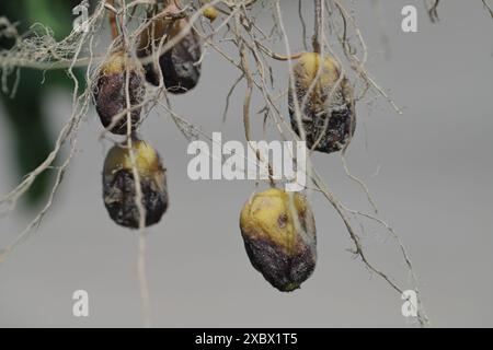 Potato blight or late blight is serious potato and tomato disease causes by a fungus-like microorganism Phytophthora infestans. Stock Photo