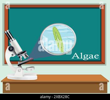 Microscope with anatomy structure of Algae in lab class illustration Stock Vector