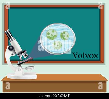 Volvox under the microscope. microscope with anatomy structure of paramecium in lab class Stock Vector