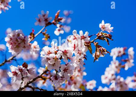 Blooming bird cherry against the blue sky Stock Photo