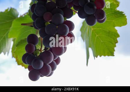 grapes, grapevine, vine, vineyard, fruit, purple, green leaves, bunch, cluster, nature, harvest, ripe, fresh, foliage Stock Photo