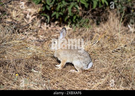 A desert cottontail rabbit, Sylvilagus audubonii, also known as Audubon's cottontail, in the hills of Griffith Park, Los Angeles, California, USA Stock Photo