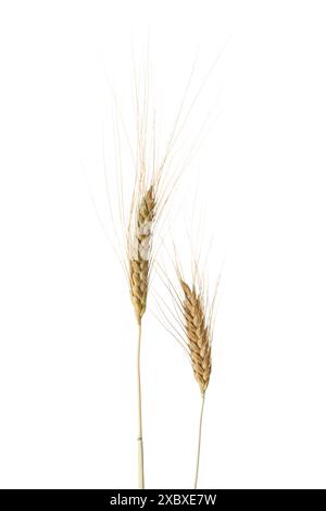 Two Wheat ears isolated on white background. Durum wheat Stock Photo
