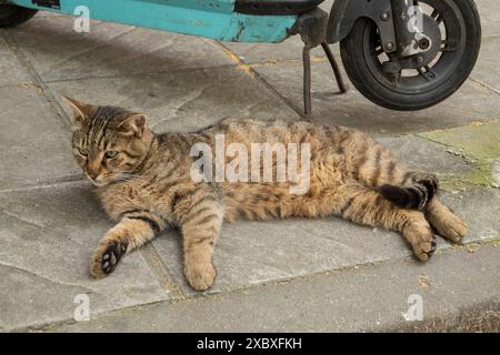 Street stray cat lying on sidewalk on warm summer day Stock Photo
