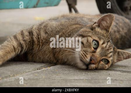 Street stray cat lying on sidewalk on warm summer day Stock Photo