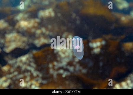 Jelly fish in the coast of the Northwest Pacific Ocean. Stock Photo