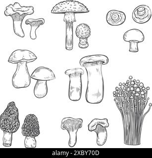 Mushroom line drawing set isolated on white background. Stock Vector