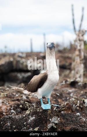 Blue Footed Boobies engaged in a mating ritual or dance on a bunch of islets in the Galapagos Islands, Ecuador Stock Photo