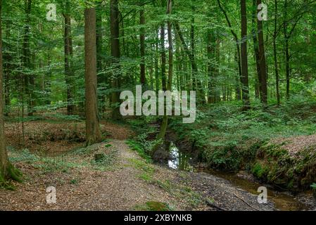 A narrow path leads through a dense, quiet forest, gemen, muensterland, germany Stock Photo