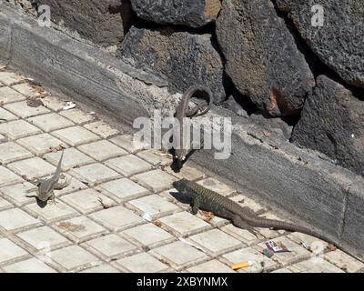 Several lizards sunbathing on floor tiles and a stone wall, Puerto de la cruz, tenerife, spain Stock Photo