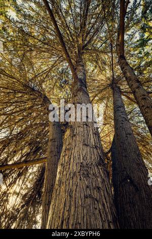 Cypress trees stand tall and majestic, casting enchanting shadows in the warm glow of the setting sun, low angle view Stock Photo
