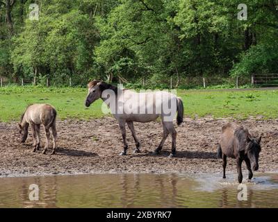 Three horses standing next to each other by a body of water on a green meadow, merfeld, muensterland, germany Stock Photo
