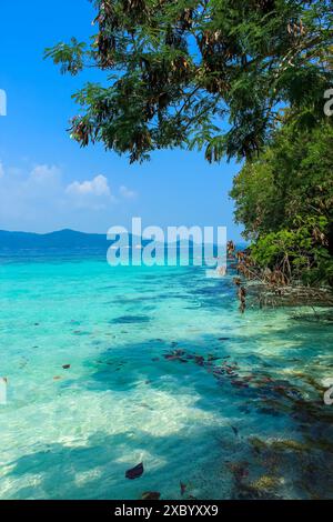 The trees and turquoise waters around Coral island, Phuket, Thailand. Blue sky with copy space for text Stock Photo