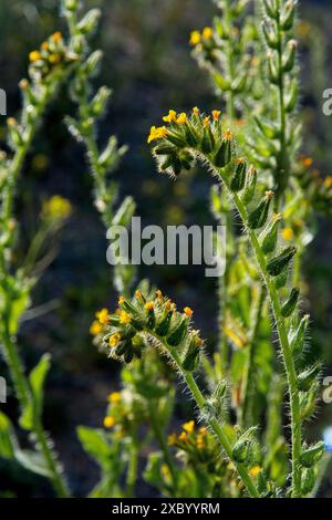 Back lit bristly fiddleneck branch with buds and yellow blossoms Stock Photo