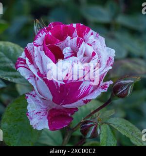 'Scentimental' Floribunda Rose in Bloom. San Jose Municipal Rose Garden in San Jose, California. Stock Photo