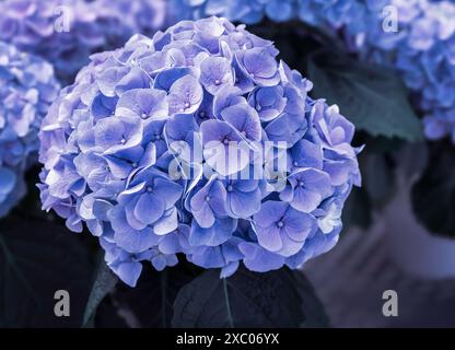 Blue and purple Bigleaf Hydrangea (Hydrangea macrophylla) in full bloom. Stock Photo