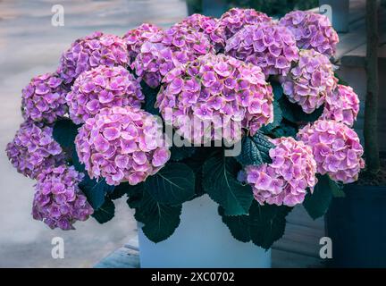 Clusters of pink and lime green Bigleaf Hydrangea (Hydrangea macrophylla) flowers in a summer garden, Hamilton, Ontario, Canada. Stock Photo