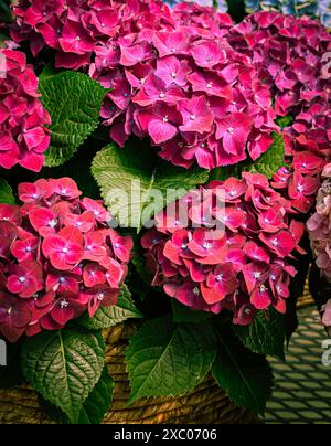 Clusters of pink and lime green Bigleaf Hydrangea (Hydrangea macrophylla) flowers in a summer garden, Hamilton, Ontario, Canada. Stock Photo