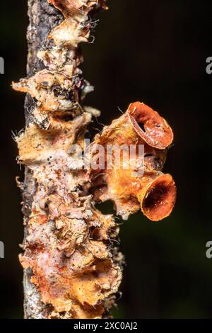 Close-up of lichen with cup-shaped apothecia - Pisgah National Forest, Brevard, North Carolina, USA Stock Photo