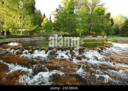 Canada Geese (Branta canadensis) at Giant Springs State Park in Great Falls, Montana Stock Photo